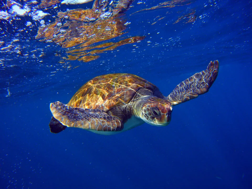 Snorkel con tortugas y paseo en barco