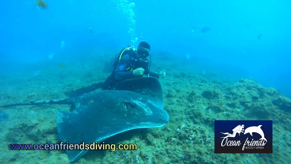 Bautizo de buceo en zona de rayas