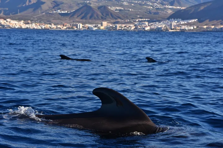Cetáceo en superficie con la costa al fondo