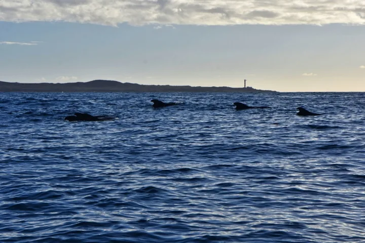 Grupo de cetáceos observado en el mar