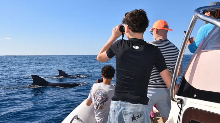 Observación de un cetáceo desde un barco