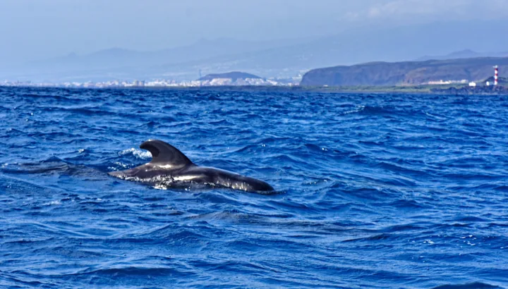 Cetáceos en la superficie del mar
