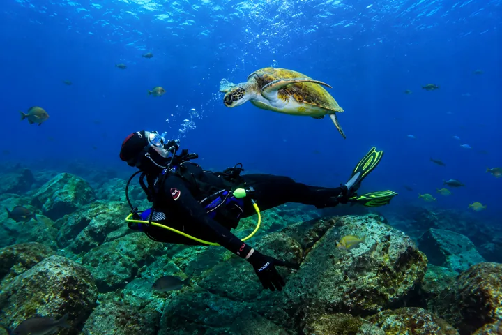 Buceador y tortuga marina en el agua