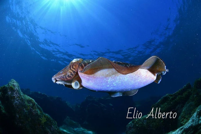 Experiencias marinas de Ocean Friends Tours